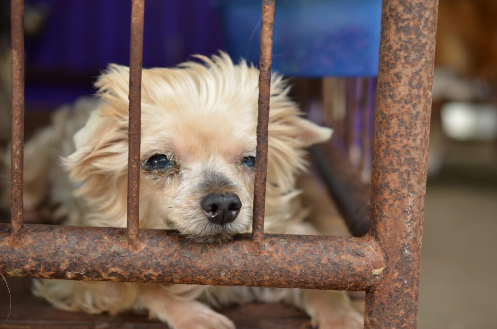 Strengere straffen voor dierenmishandeling: tot vijf jaar cel bij eerste vergrijp