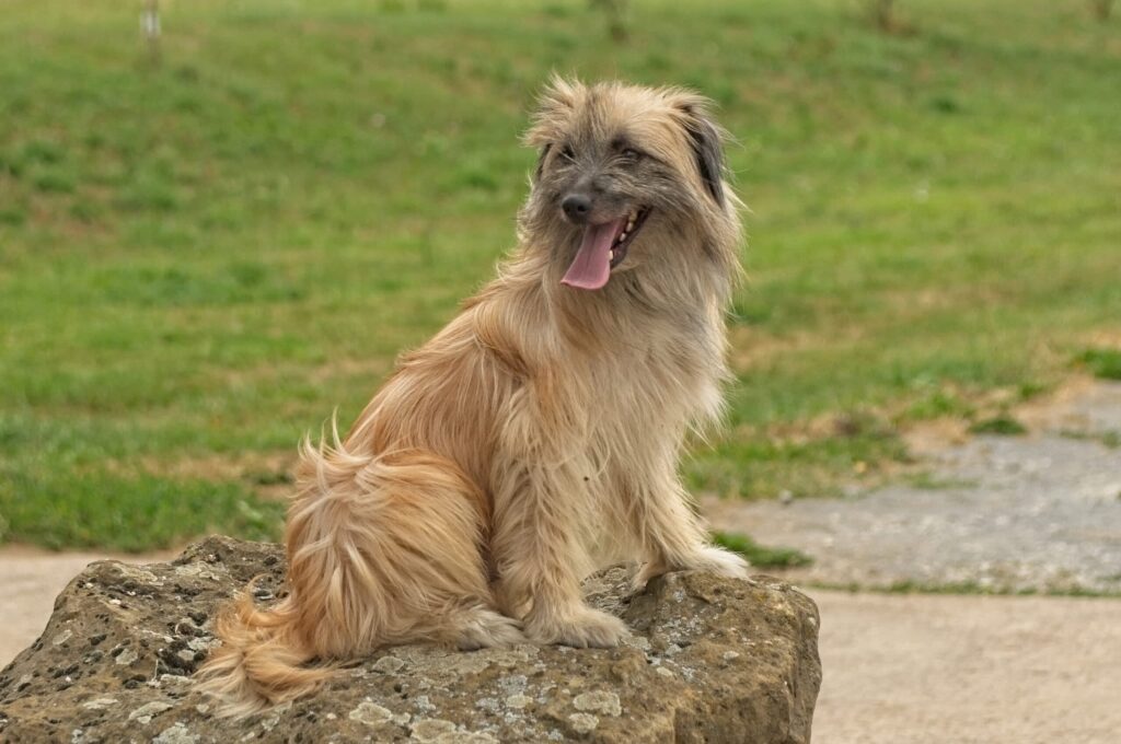 Pyreneese herdershond