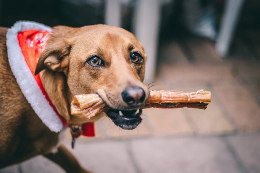 87% KOOPT EEN KERSTCADEAU VOOR ZIJN HOND