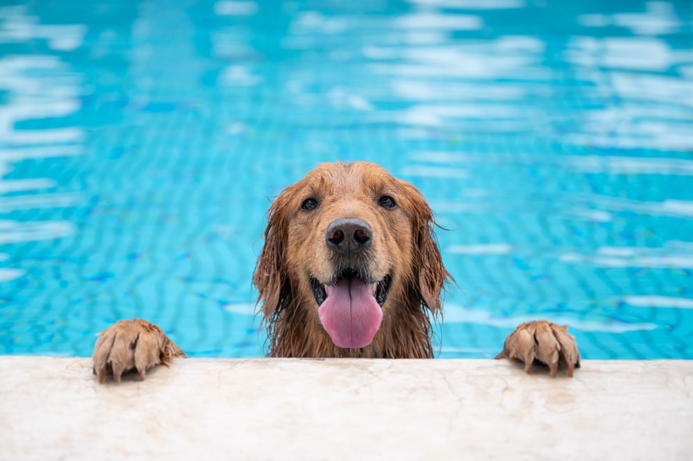 zwemmen honden