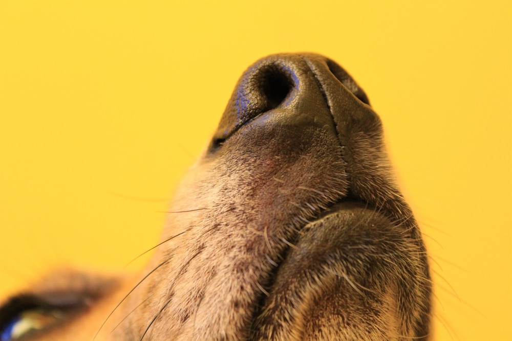 Stress heeft een geur (en honden ruiken die!)