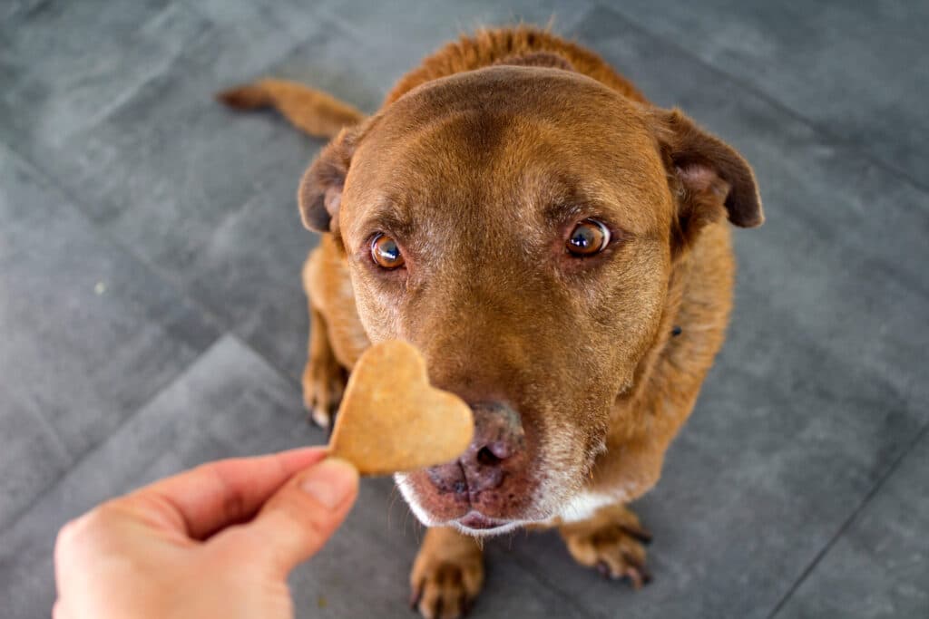 Snoepjes geven zorgt er niet voor dat hond je leuk gaat vinden