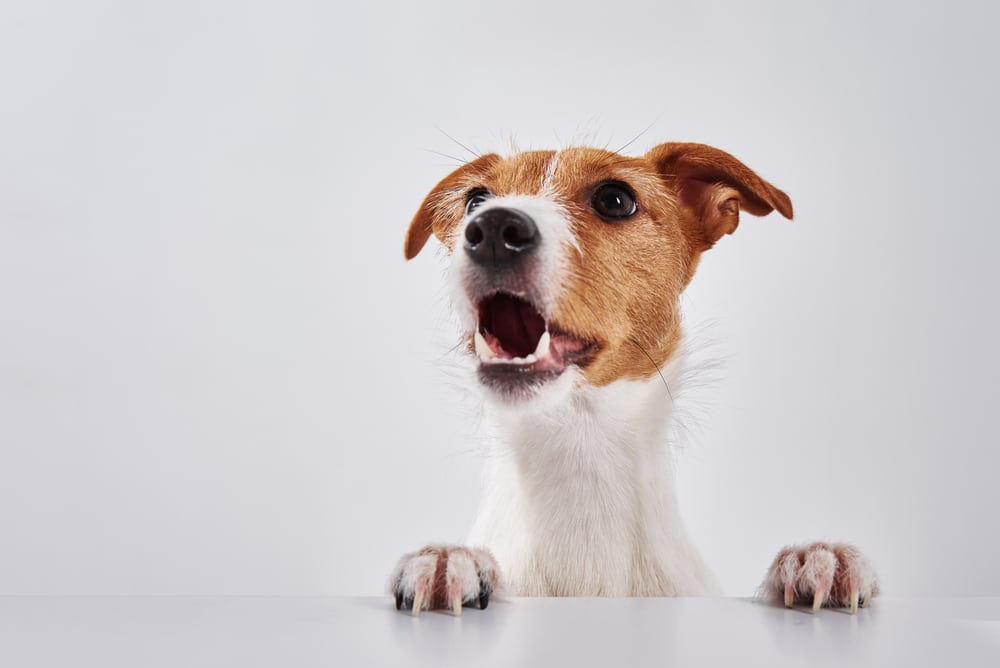 6 dingen die je NOOIT aan je hond mag geven