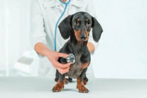 hond medische check-up