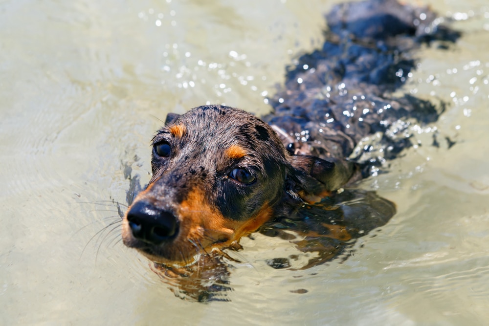 zwemmen hond
