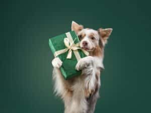 Een dier is (g)een cadeau: Ben Weyts wil ondoordachte huisdieraankopen stoppen