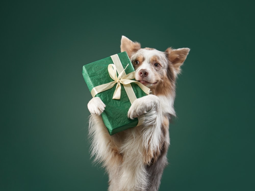 hond dierenwelzijn geschenk cadeau