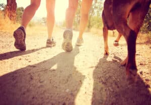 hond joggen tips