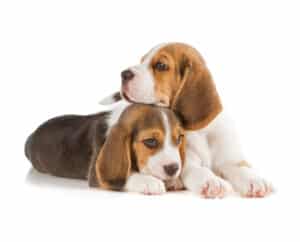 In VS zoeken 4.000 beagles van fokkerij nieuwe thuis