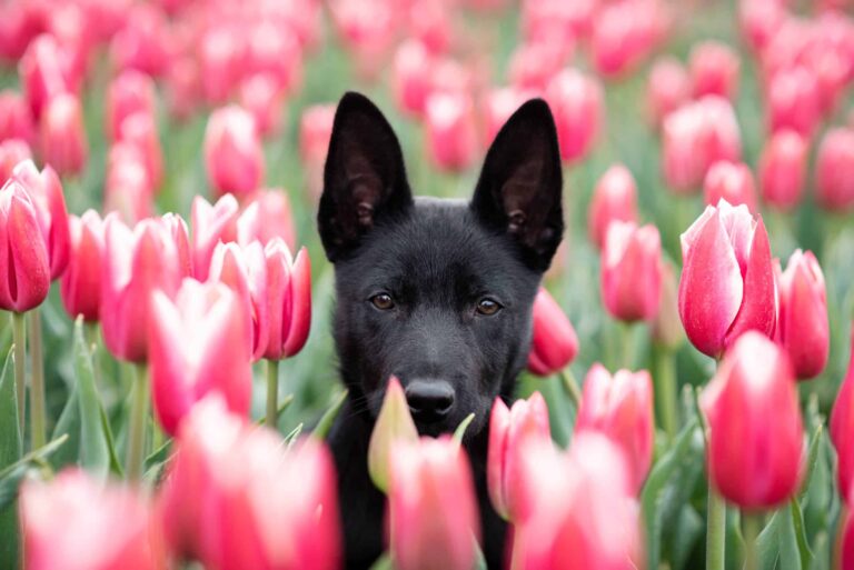 hond giftige lentebloemen