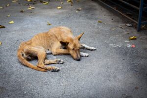 <strong>Spanje keurt nieuwe diernwelzijnswetgeving goed maar sluit jachthonden uit  </strong>