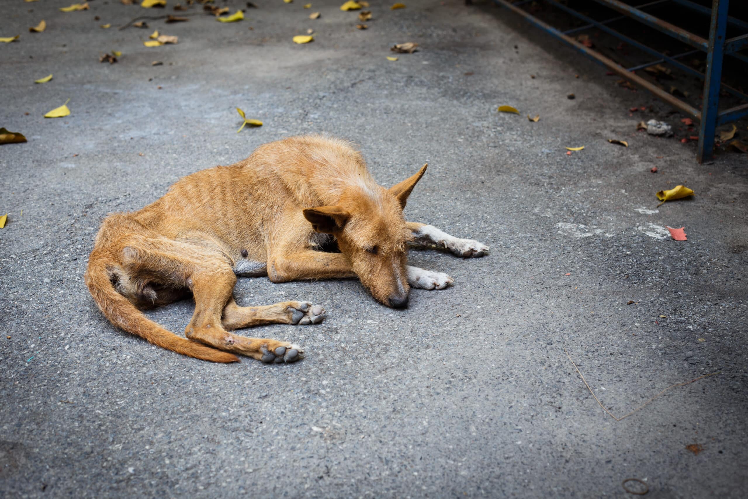 dierenwetgeving Spanje jachthonden