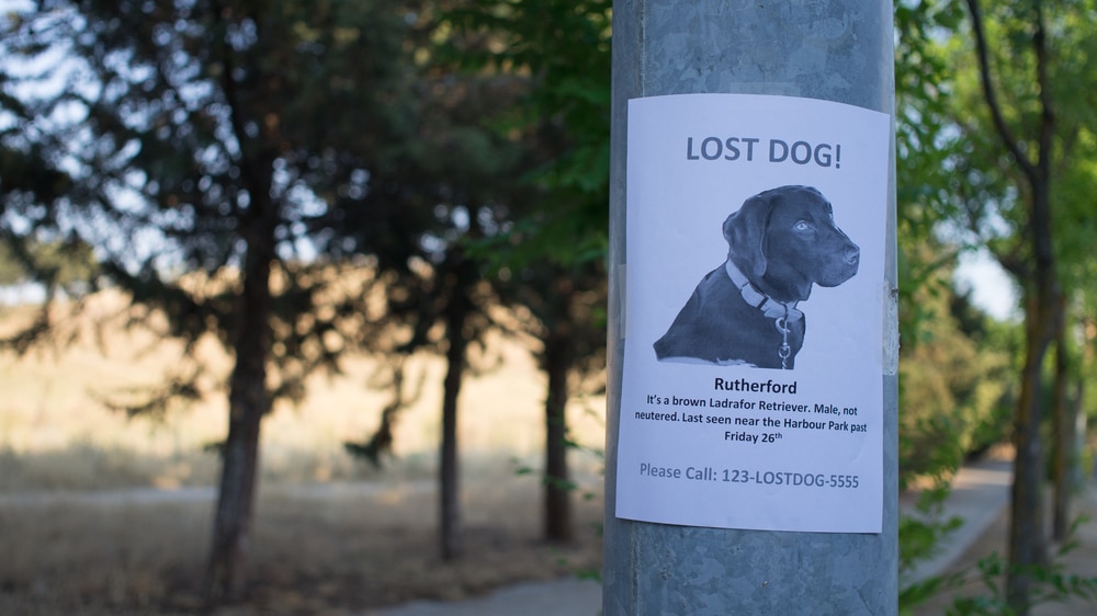 Hond vermist