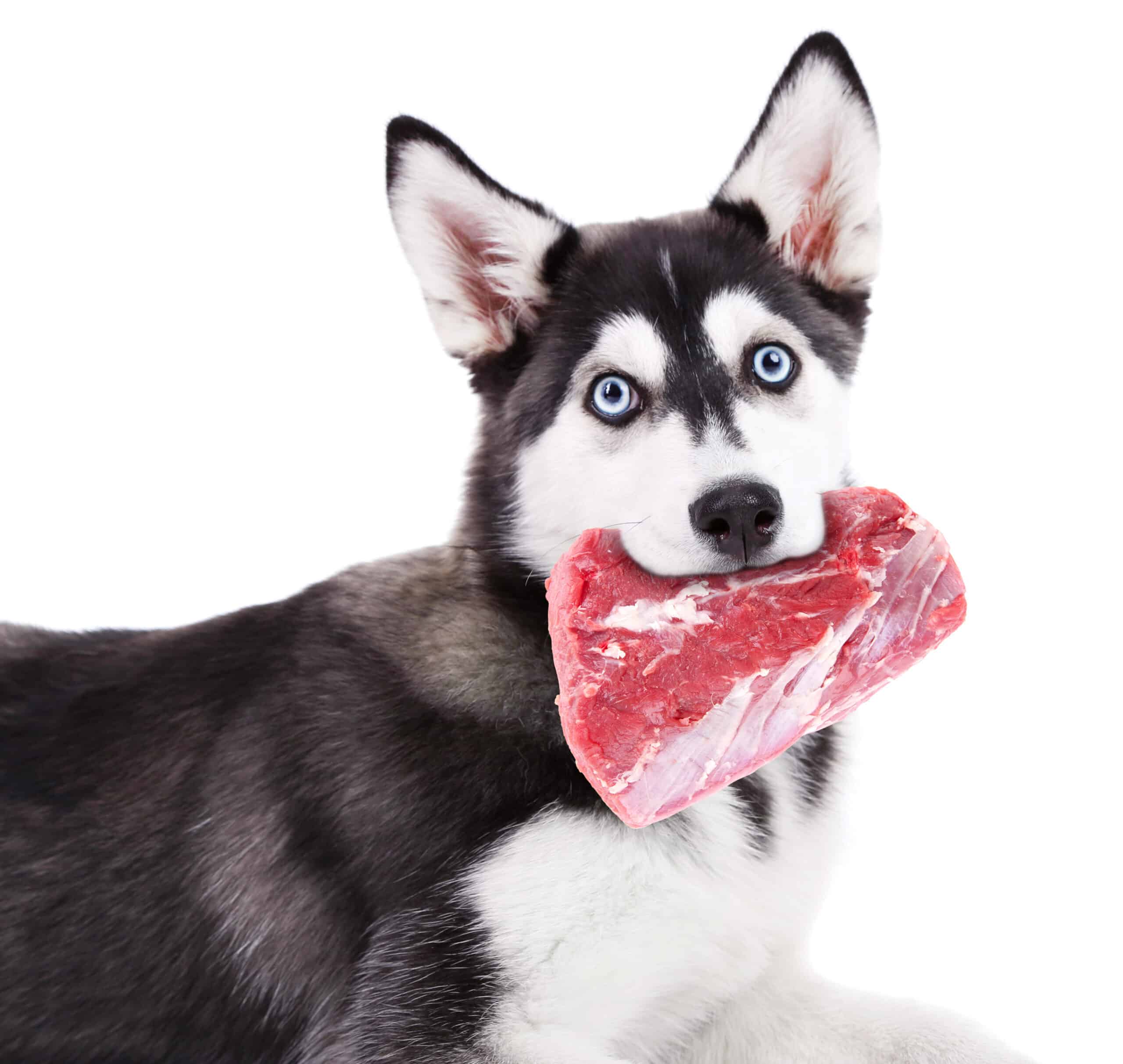 Mag je hond (rauw) varkensvlees eten?