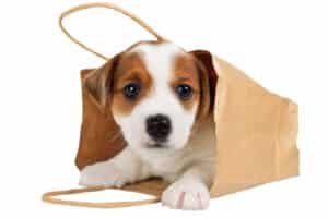 Koop geen hond in een zak