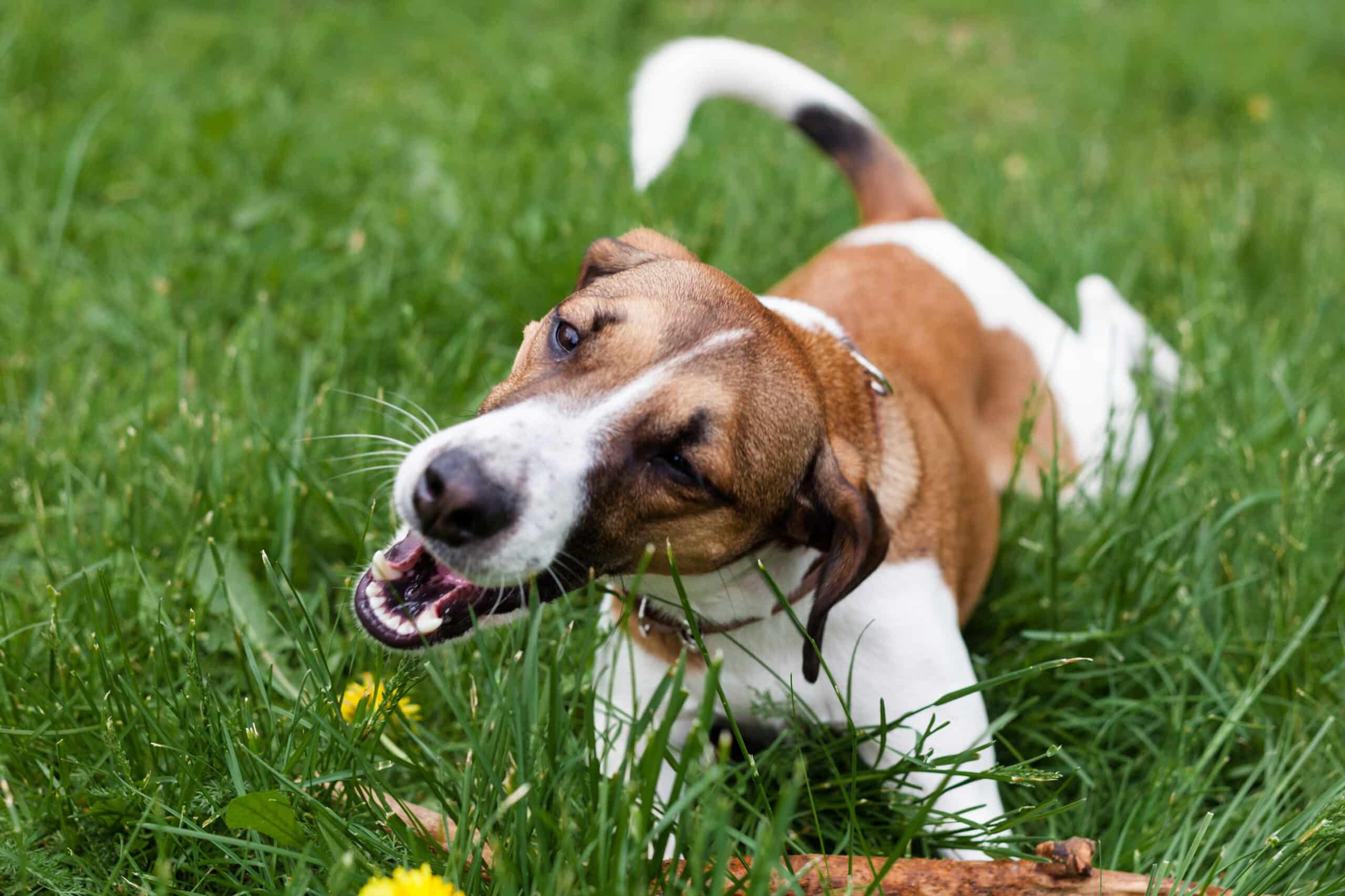 Waarom eten honden gras?