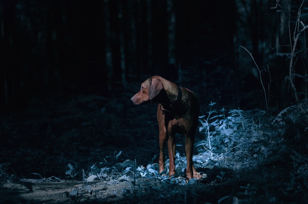 Kunnen honden zien in het donker?