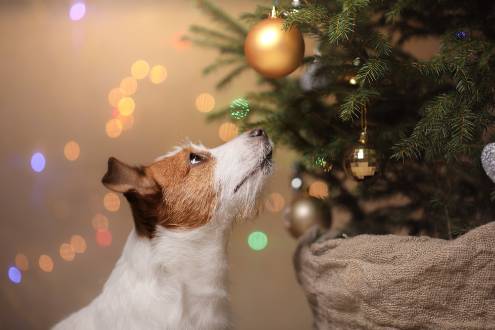 kerstboom hond