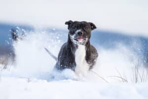 Zijn de pootjes van jouw hond winterproof?