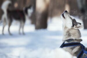 <strong>Huilen of blaffen? Reactie van hond is afhankelijk van genetische afstand tot de wolf</strong>