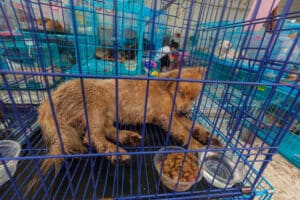 386 honden gered die onderweg waren naar “hondenvleesfestival” in China