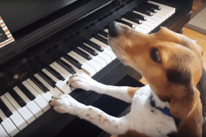 Beagle Buddy Mercury zingt en speelt piano