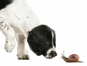 Opgepast: slakkenkorrels zijn giftig voor honden!