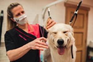 Tips van het trimsalon: Je hond wassen