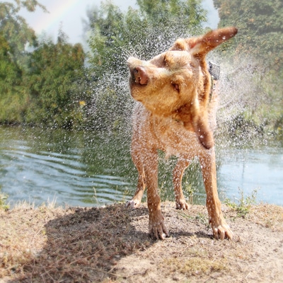 Waterpret hond