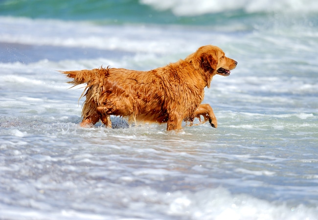 waterpret hond