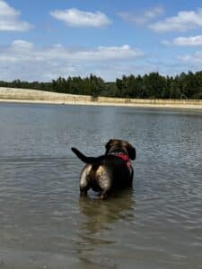 Stad Antwerpen opent twee nieuwe hondenzwemvijvers op Linkeroever