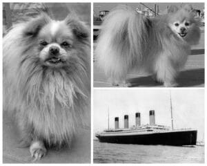De honden die de ramp met de Titanic overleefden
