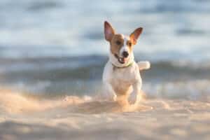 hond strand zee zwemmen