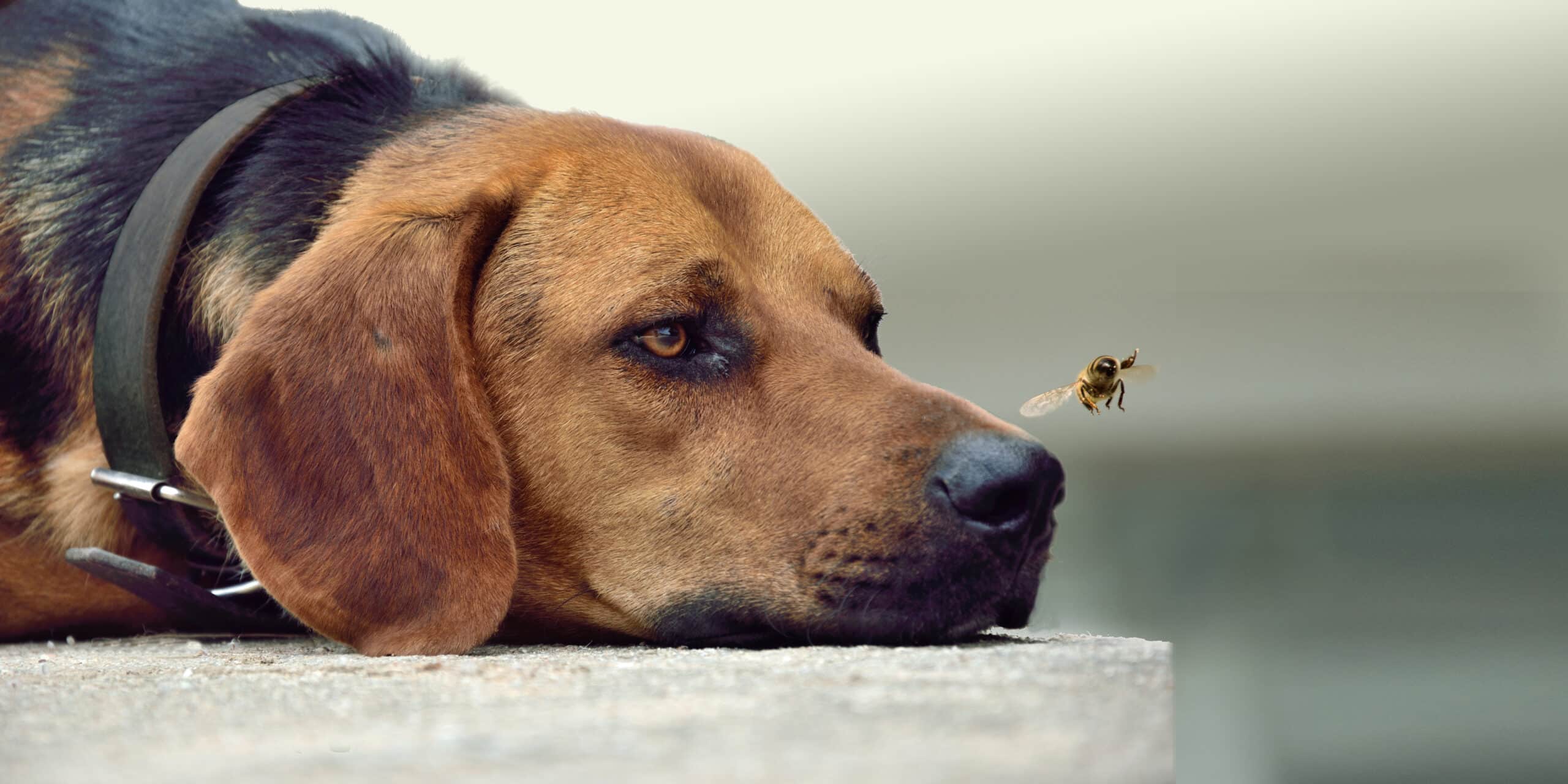 hond bij wespensteek