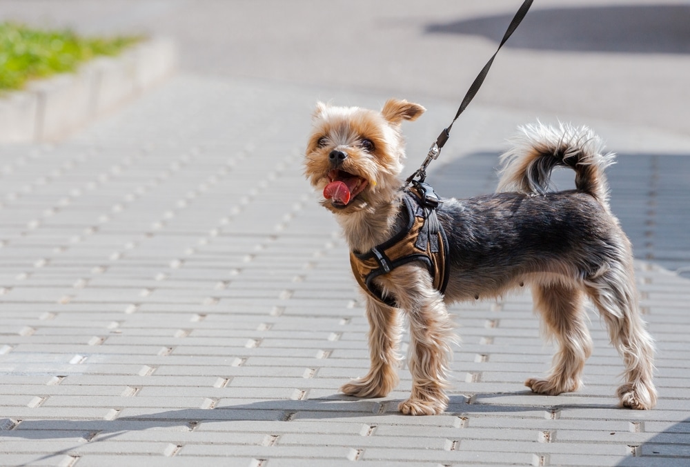 Het asfalt te heet voor je hond? Doe deze 5-secondentest!