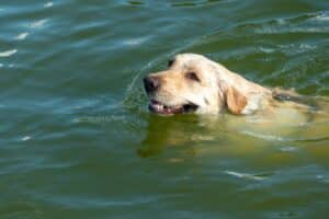 Zomer vol zwemplezier: Hondenzwemvijvers in België