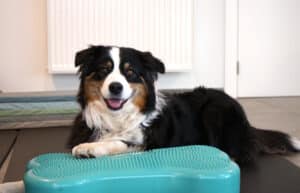Fysiotherapie: ‘Een hond zien herstellen, dat is het mooiste aan de job’