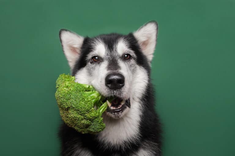 hond vegan