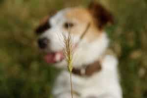 De gevaren van grasaren voor honden