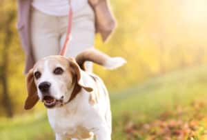 Traag stappen kan teken van dementie zijn bij oudere honden