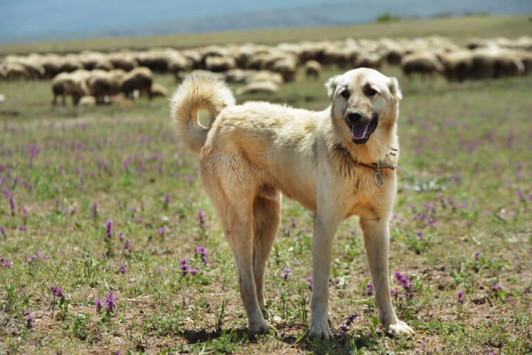 Turkse kangal