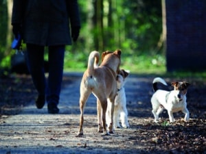 Interacties tussen honden: sociale etiquette voor hondenbaasjes