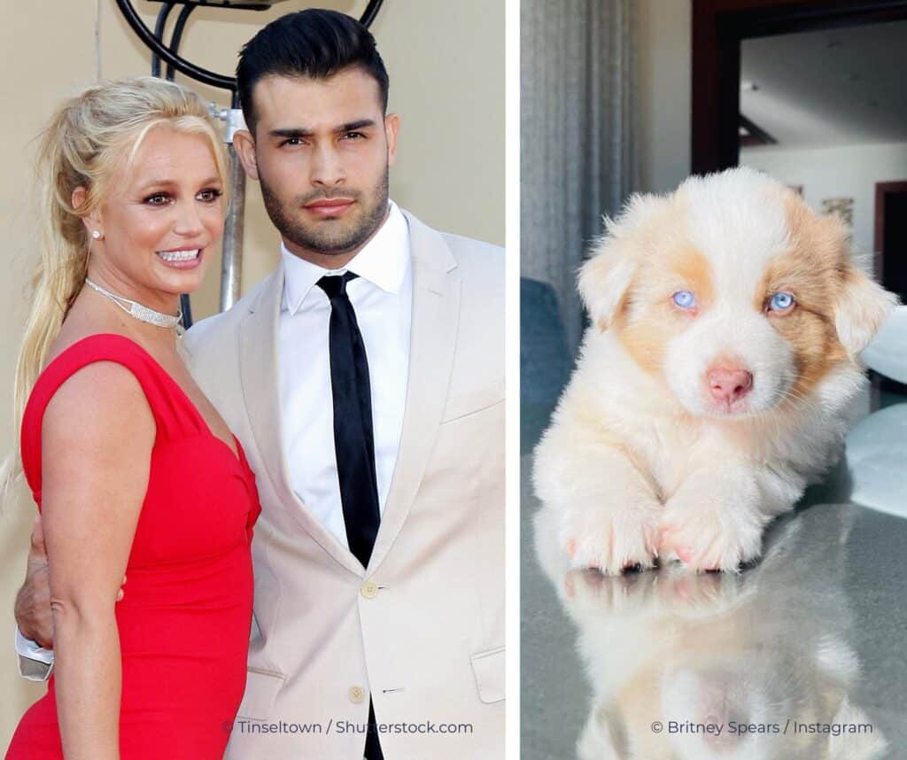 Britney Spears en ex verdelen hun honden na relatiebreuk