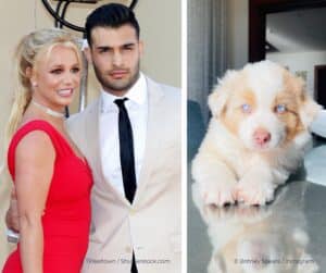 Britney Spears en ex verdelen hun honden na relatiebreuk