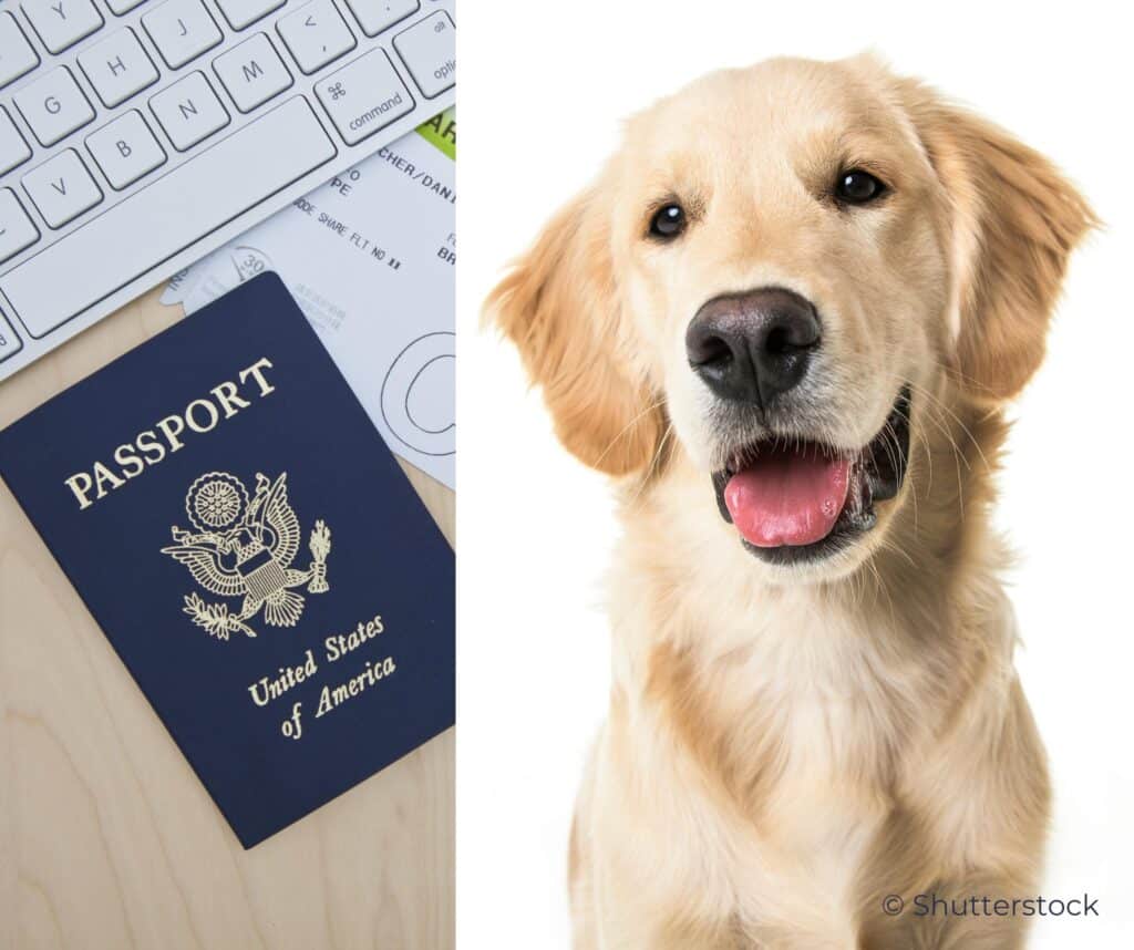 Hond eet paspoort van bruidegom op vlak voor buitenlandse trouw