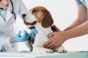 Antivaxxers in hondenland: 37% van hondenbaasjes beschouwt vaccinaties voor honden als onveilig