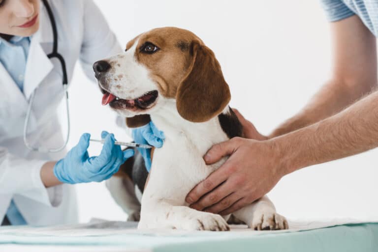 vaccinatie hond