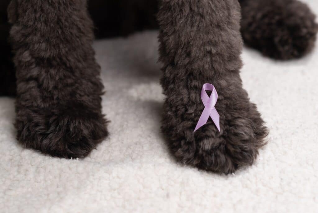 1 op 4 honden krijgt ooit kanker