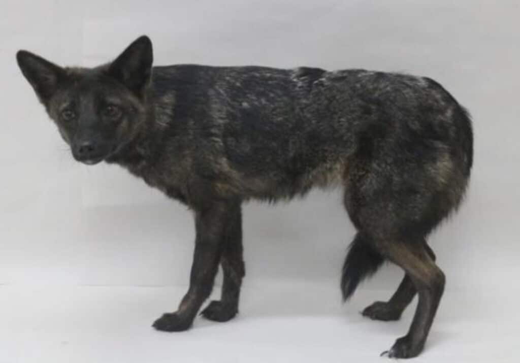 “Voshond” ontdekt in Brazilië: eerste hond-voshybride ter wereld
