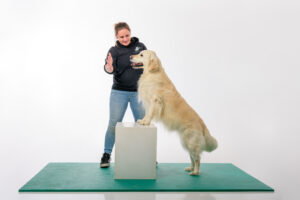 “Fitness” voor honden: ‘Met enkele simpele oefeningen blijft je hond fit en gezond’